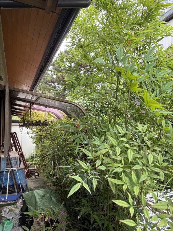 堺市西区竹の伐採