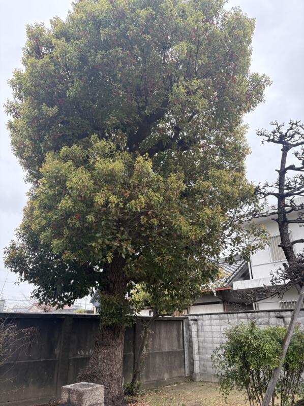 7mの楠木剪定前