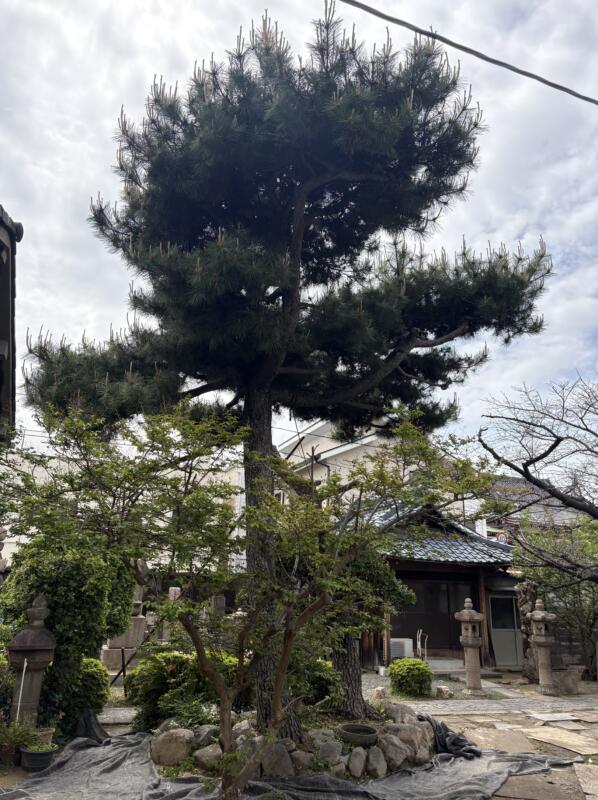 7mの松剪定前