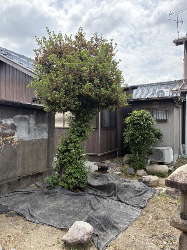 4mウバメガシの剪定前