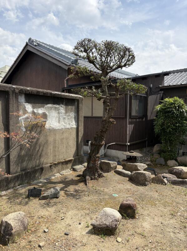 4mウバメガシの剪定後