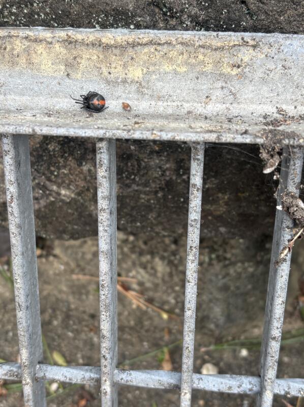 セアカゴケグモの写真
