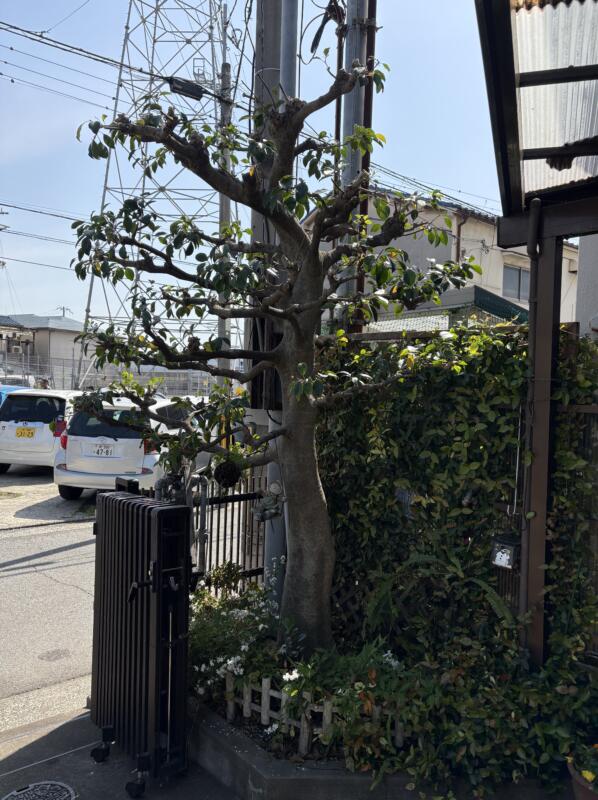 堺市北区のモチノキの剪定後