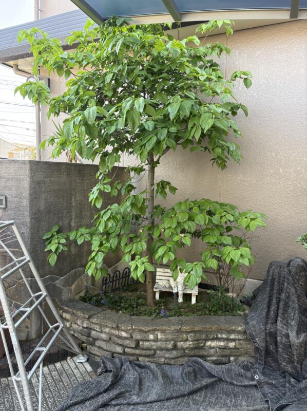 堺市北区のハナミズキ剪定前