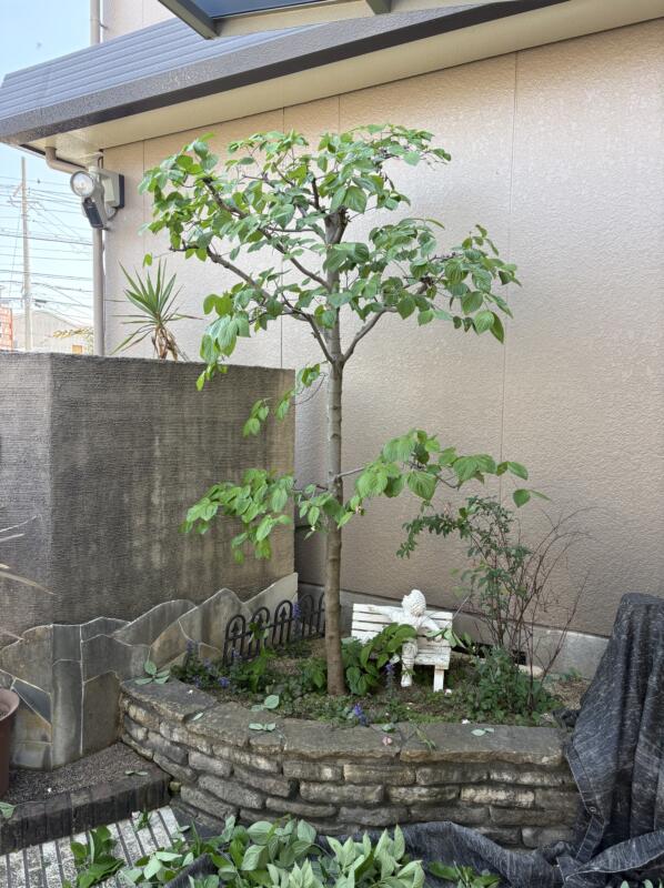 堺市北区のハナミズキ剪定後