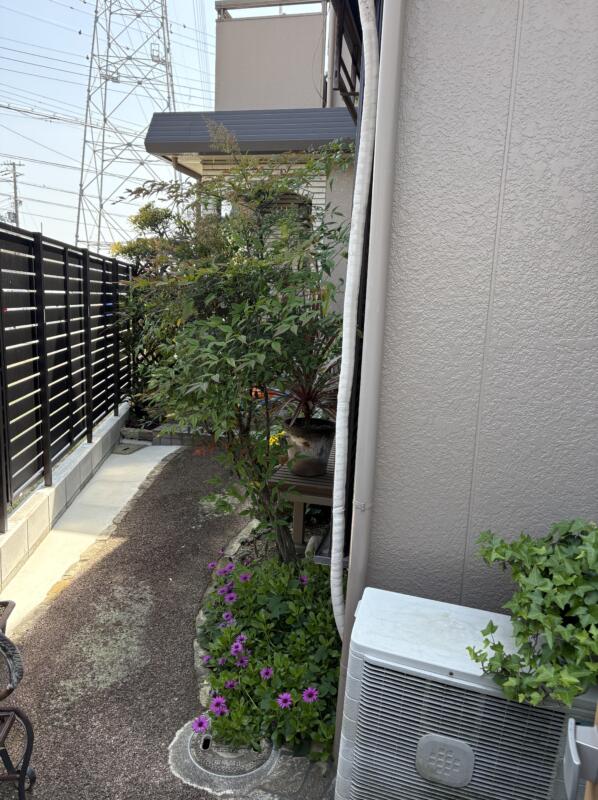 堺市北区のナンテンの剪定前