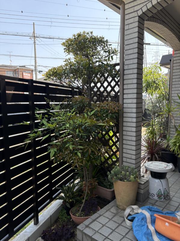 堺市北区のモッコクの剪定前
