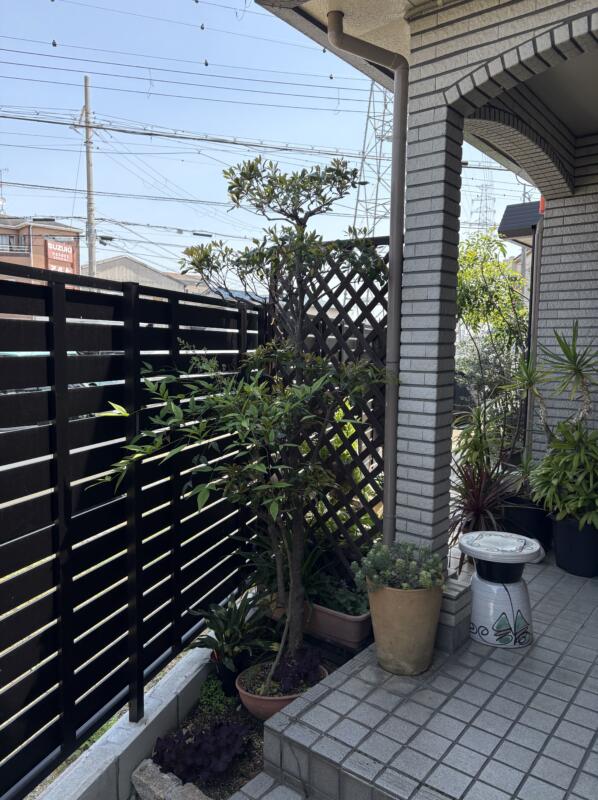 堺市北区のモッコク剪定後