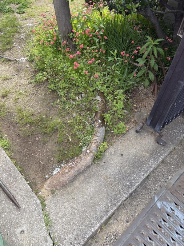 コンクリートの隙間に入っている根の写真