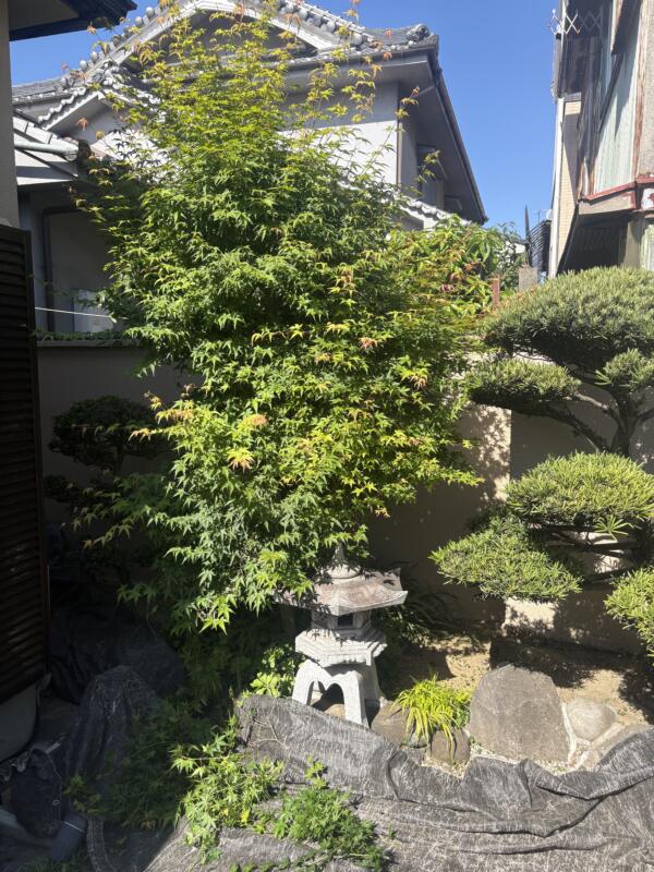 もみじ剪定前の写真