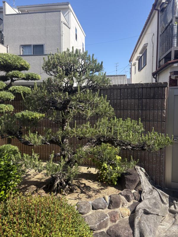 松のみどり摘み前の写真
