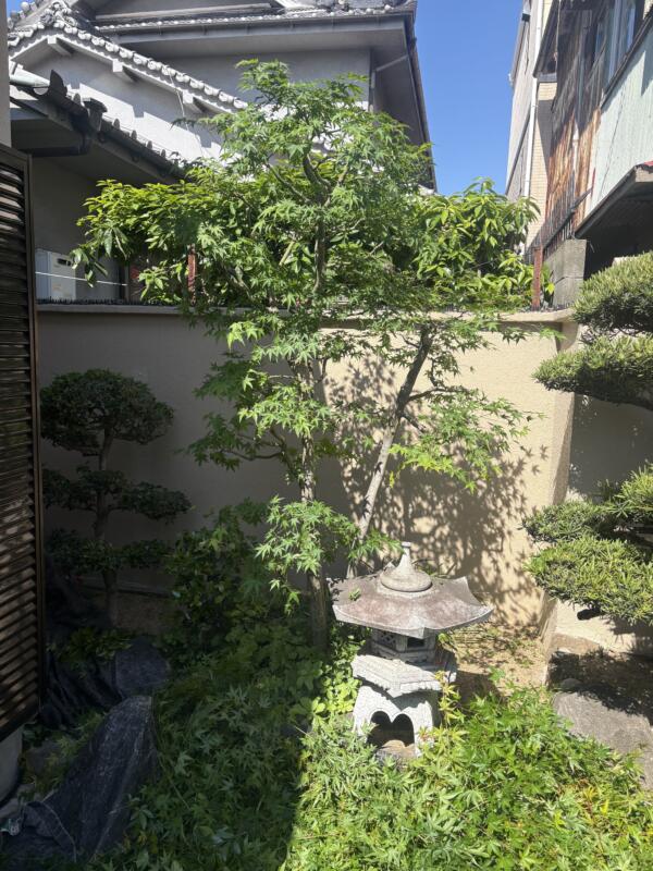 もみじ剪定後の写真