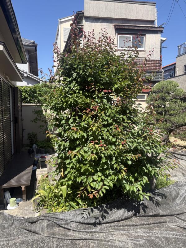 ウメの剪定前の写真