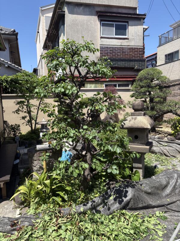 ウメの剪定後の写真