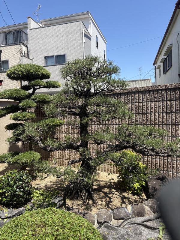 松のみどり摘み後の写真