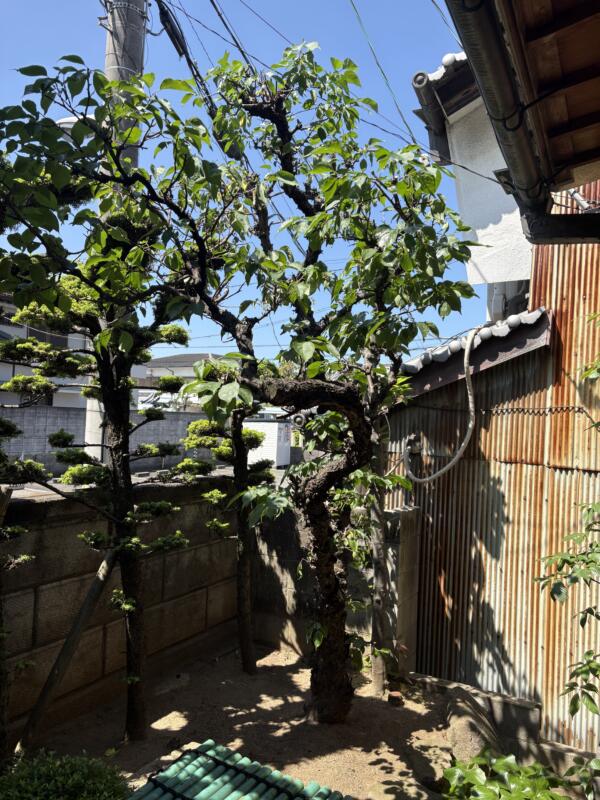 ウメ剪定後の写真
