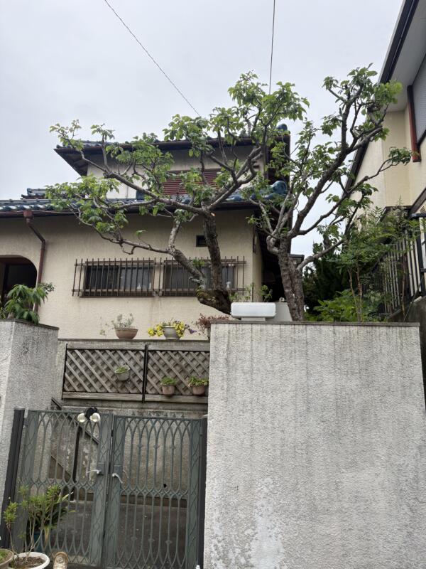 梅の木剪定後