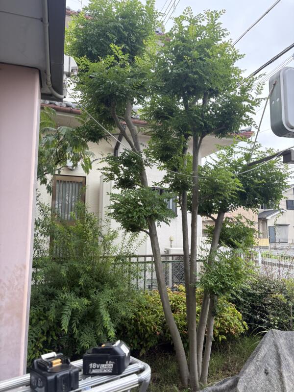 シマトネリコ剪定前