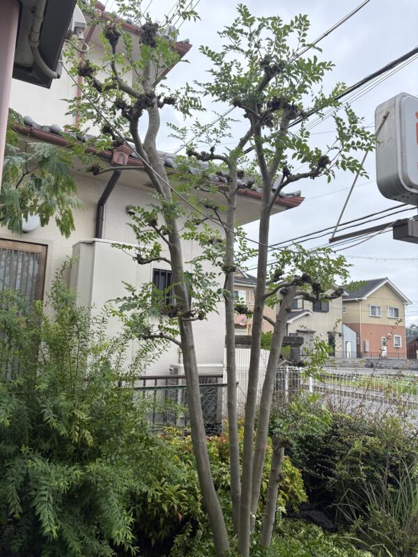 シマトネリコ