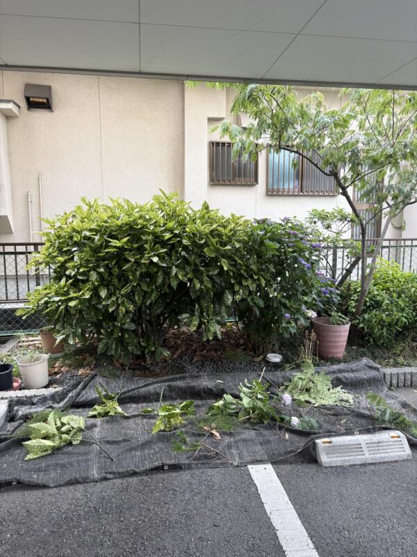 アオキ剪定前