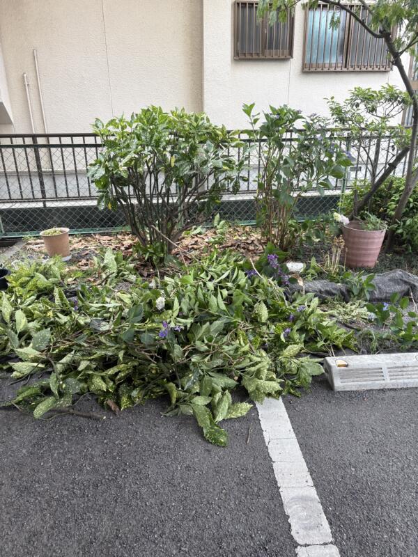 アオキ剪定後