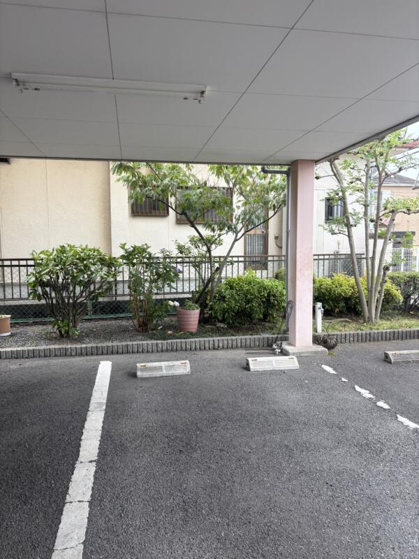 シマトネリコやアオキの剪定後の写真