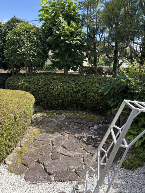 サツキ　ツツジ剪定後