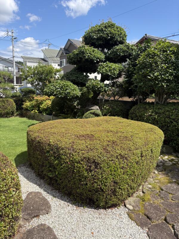 サツキ　ツツジ剪定後