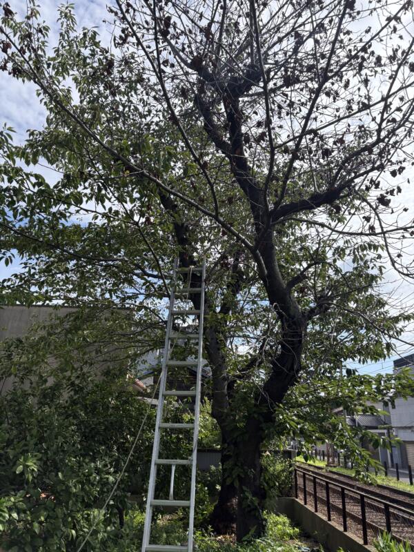 サクラ伐採前