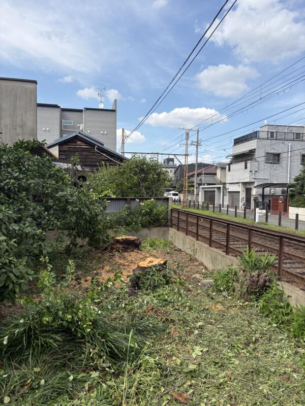 サクラ伐採後