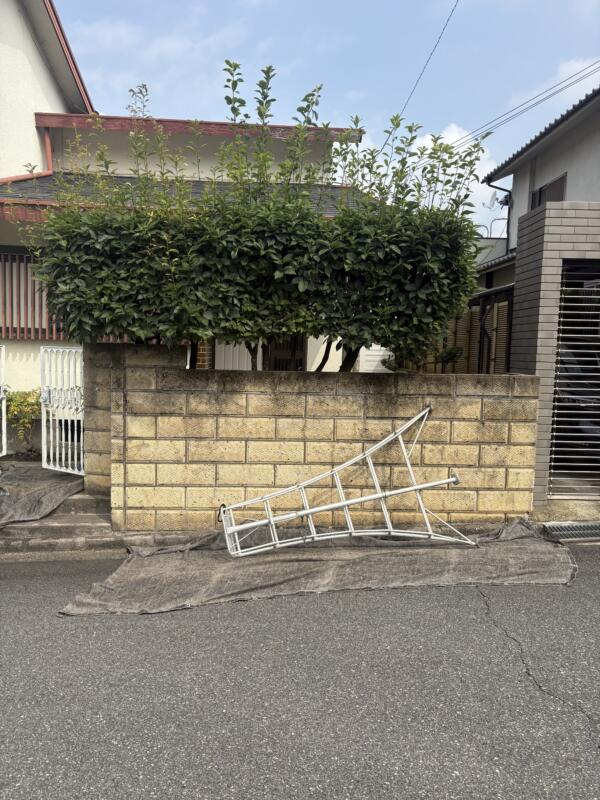 河内長野市カシの生垣剪定前