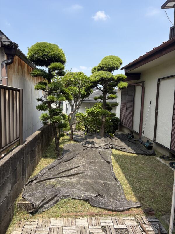 河内長野市マキの剪定前