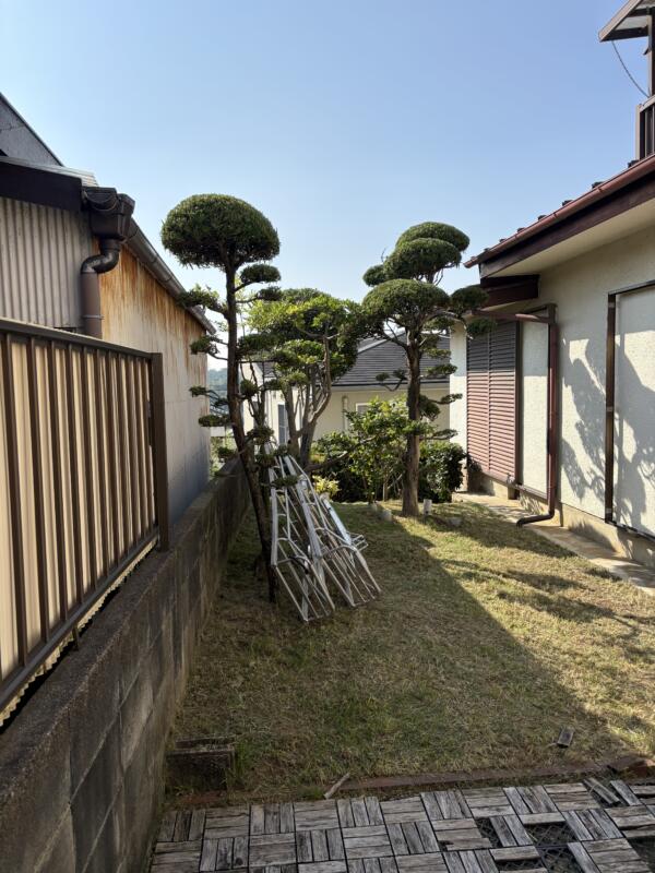 河内長野市マキの剪定後