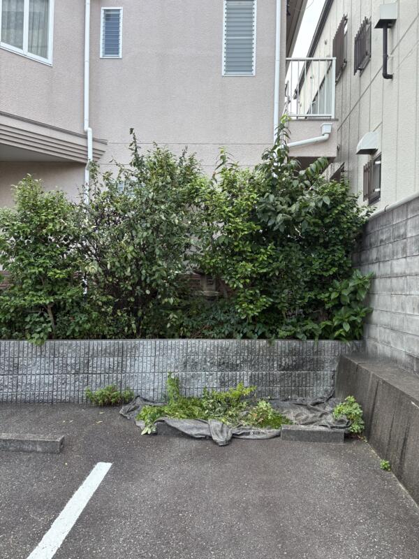 堺市北区での剪定 施工前