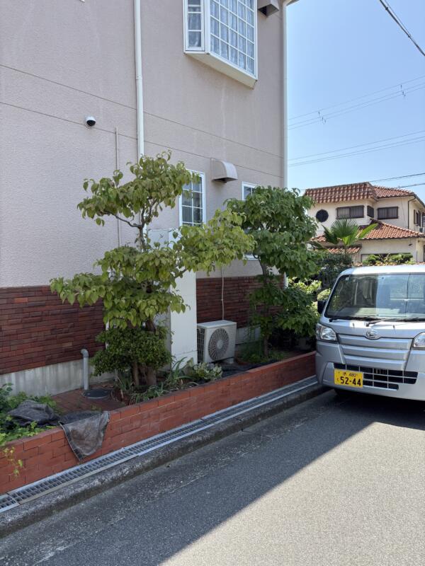 堺市北区でのハナミズキ剪定前