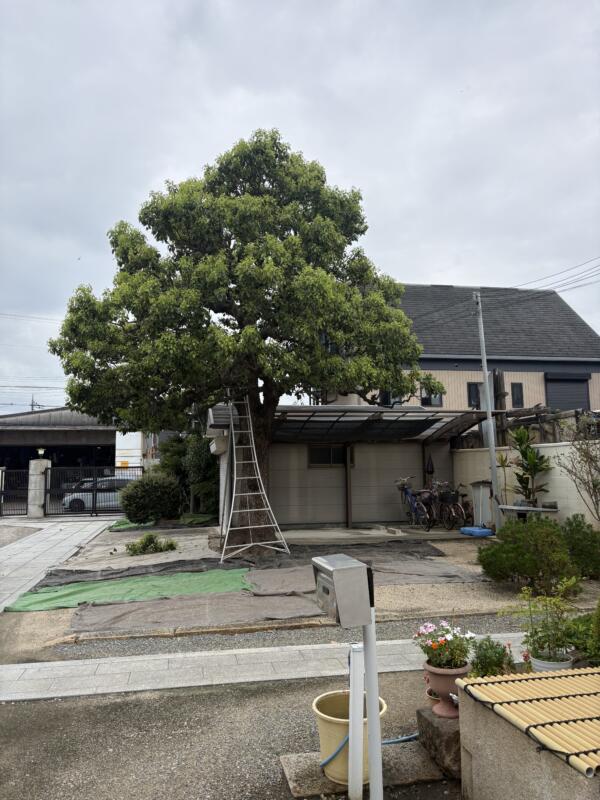 堺市で年間管理。楠木剪定前