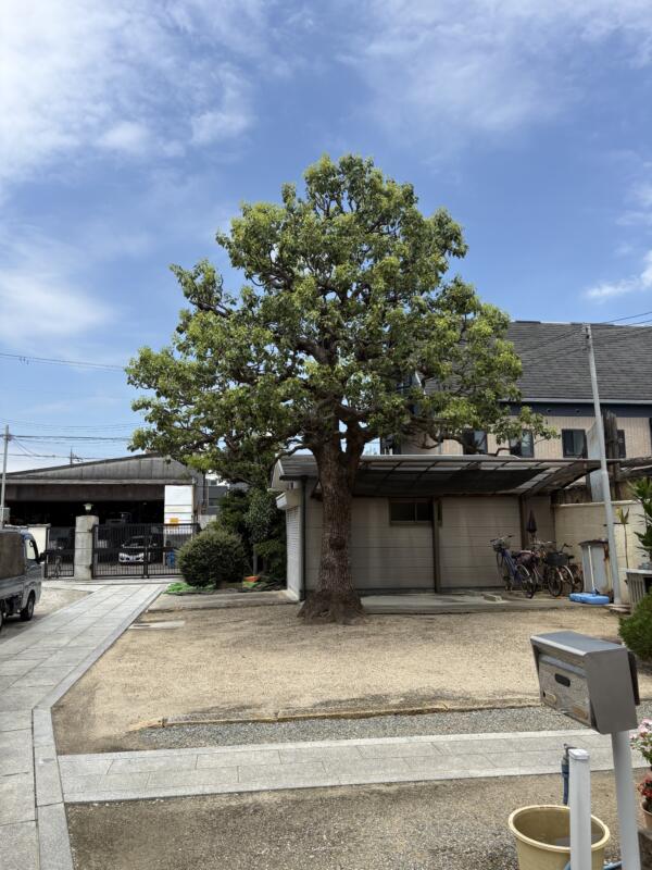 堺市で年間管理。楠木剪定後