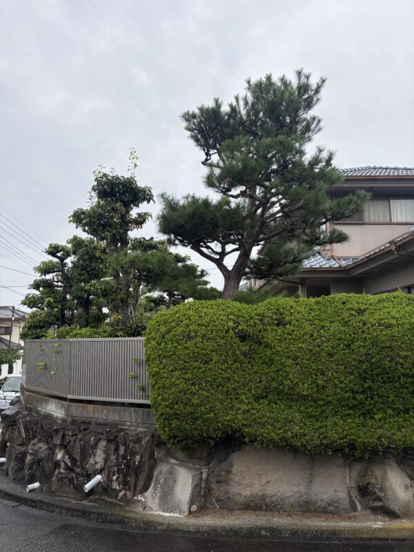 年間管理剪定前