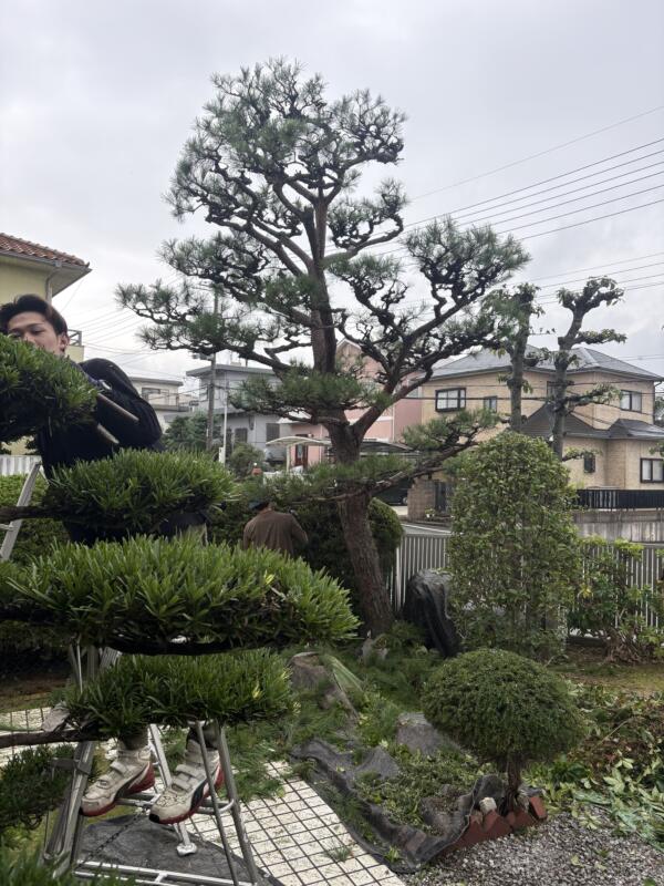 剪定作業中