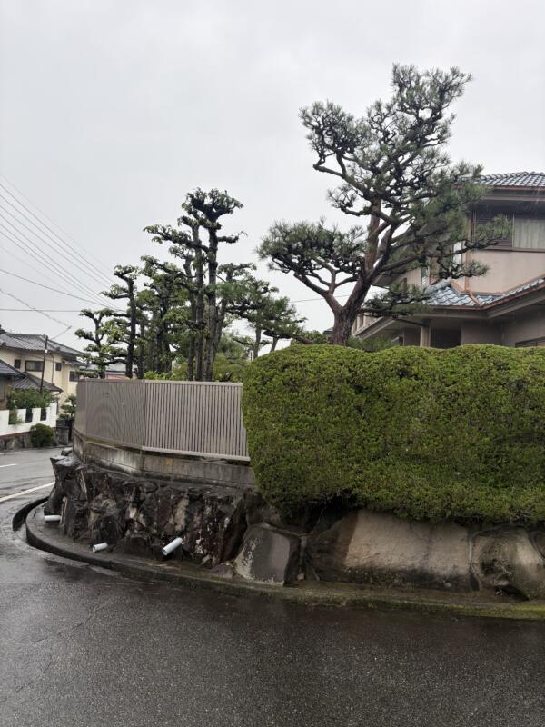 年間管理剪定後