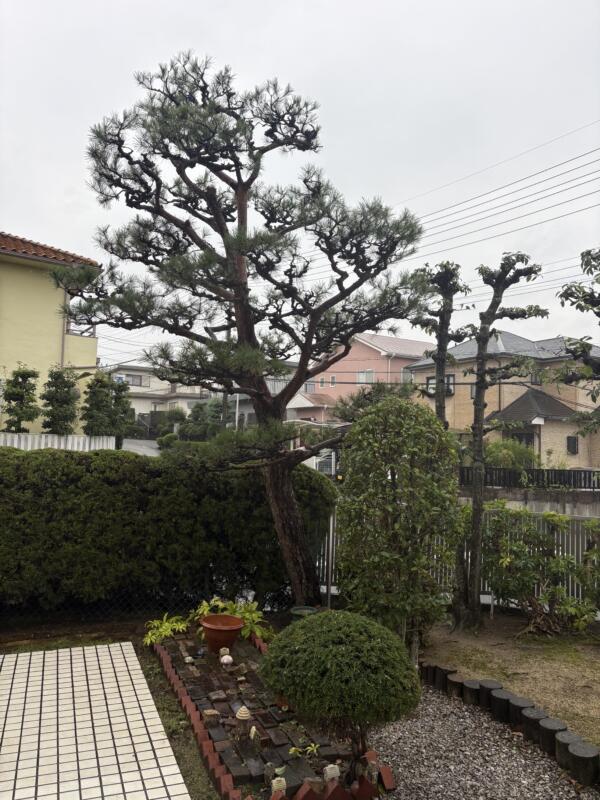 アカマツ剪定後